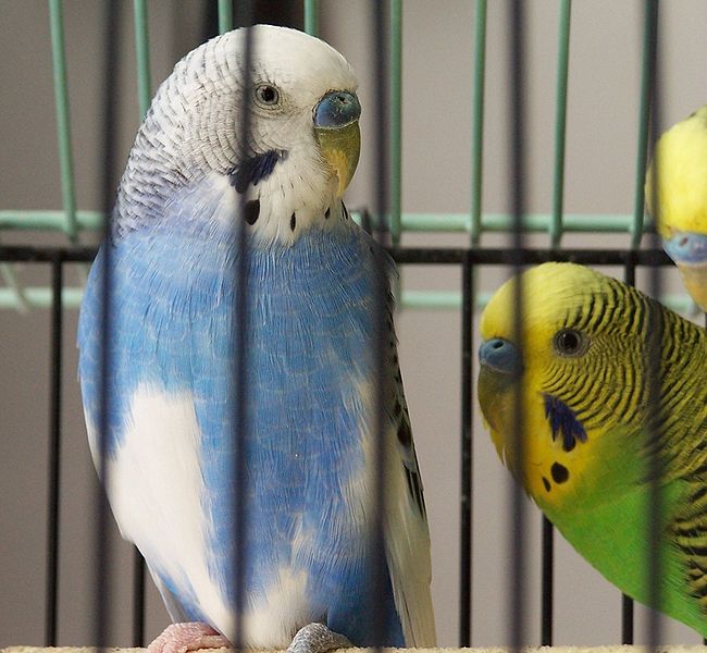 Two common parakeets or Melopsittacus undulatus. Photo via Wikimedia Commons under Creative Commons license.