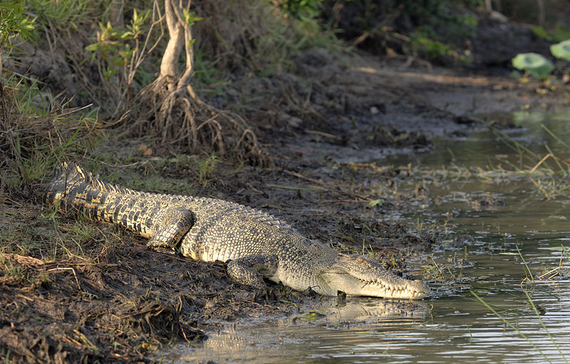 A saltwater crocodile on a riverbank in the northern territory of Australia. The photo was taken by Paul Thomsen (WILDFOTO.COM.AU).  Photo via Wikimedia Commons under Creative Commons license.