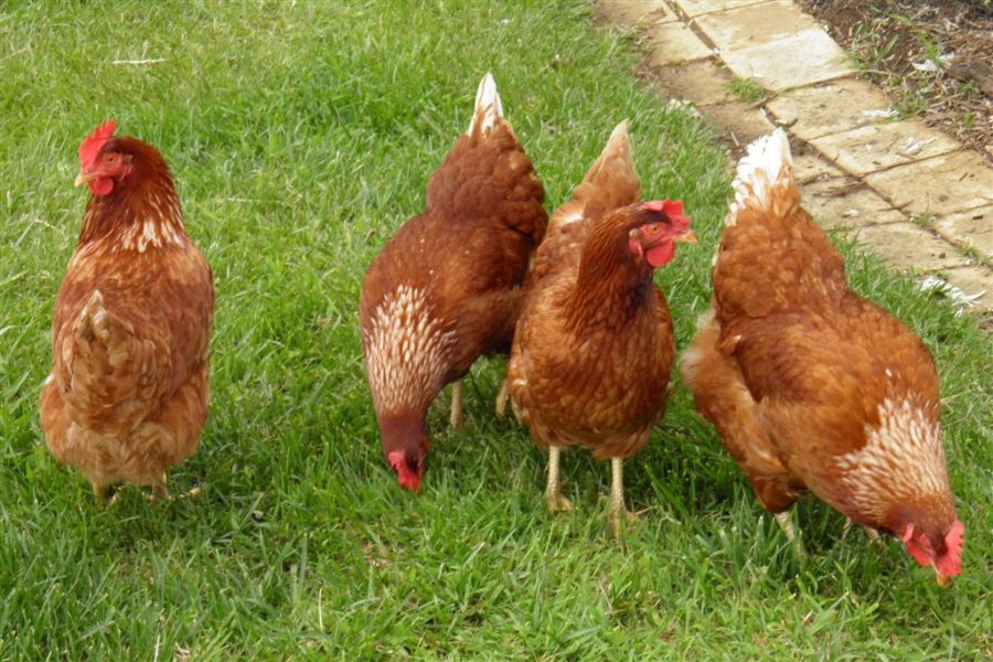 These chickens create the beautiful free range eggs that are served at Tranquilles Bed and Breakfast, Cafe and Gallery at Port Sorell, Tasmania. Photo via Wikimedia Commons under Creative Commons license.