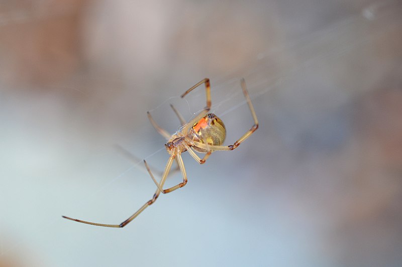 A+Brown+Widow+in+its+web.+Photo+via+Wikimedia+Commons+under+Creative+Commons+license.