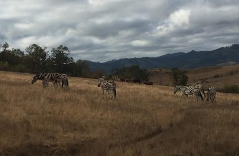 A group of zebras graze in the North Africa section of the Wildlife Safari drive through. (September 20, 2018)