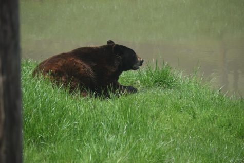 An American black bear lounges by the water at the Wildlife Safari in Winston, Oregon.