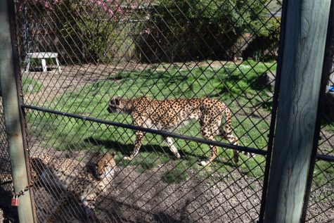 Two of the Wildlife Safaris 27 cheetahs are visible in the Village area. Winston, Oregon. 