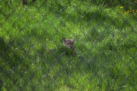 A red wolf hides in the tall grass of its enclosure. The red wolves are new to the Wildlife Safaris Americas section of the drive-thru and they like to hide in the far corners of their enclosure. Winston, Oregon. 