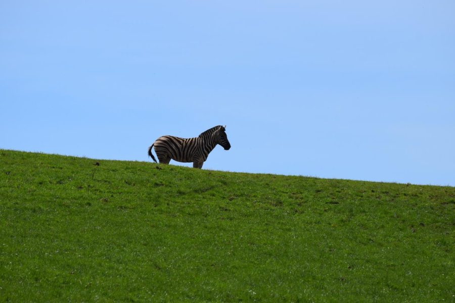 Meet the Zebras
